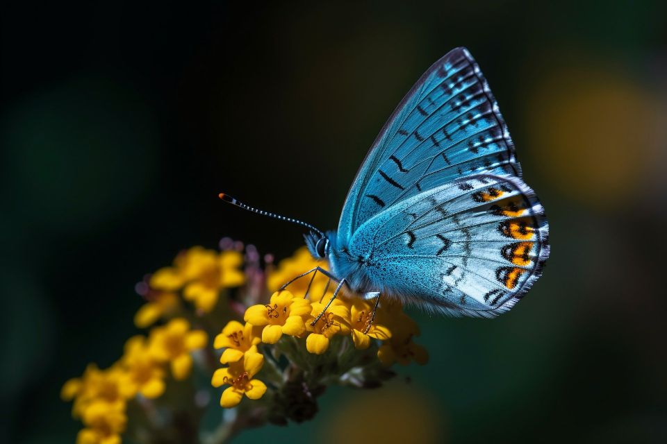 Butterfly ga8df647a5 1920