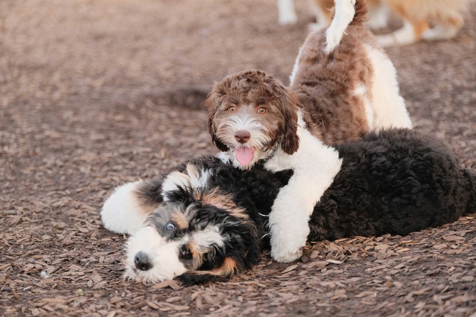 Aussiedoodle closeup shot of two cute puppies playing at a park 2023 11 27 05 01 24 utc