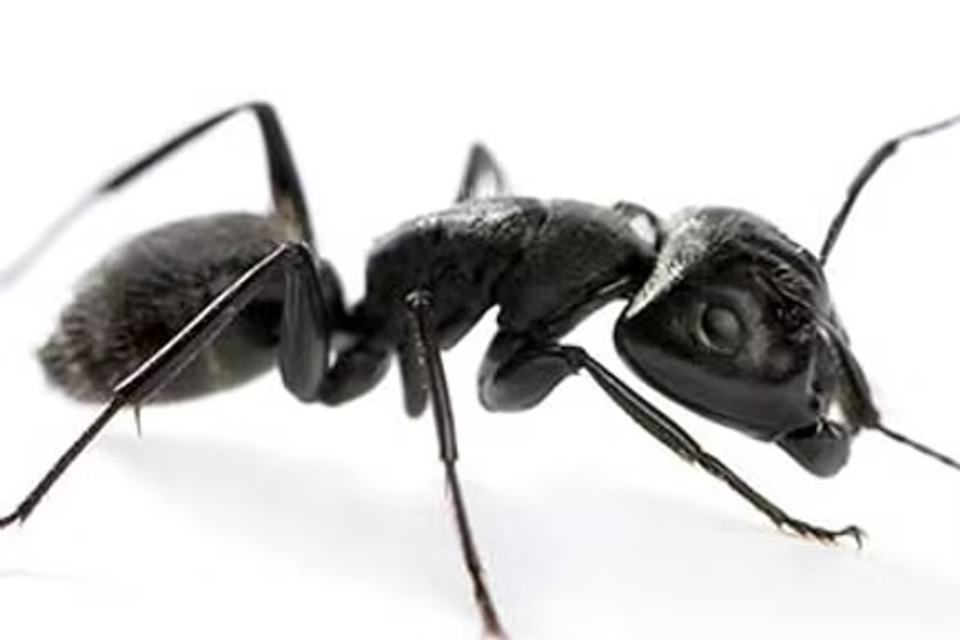 Ants2 carpenter