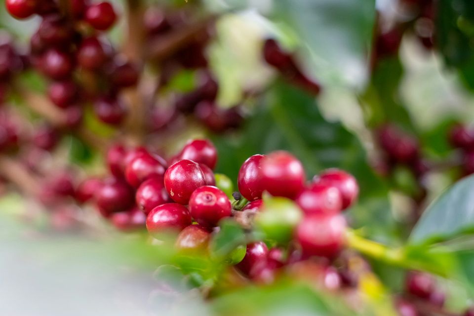 Ricardo arce i3vlz7nvgvi unsplash