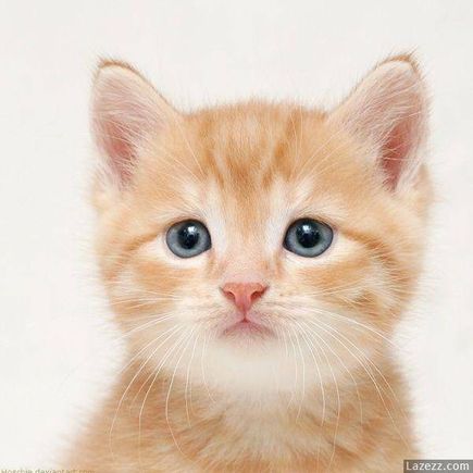 Cat pic