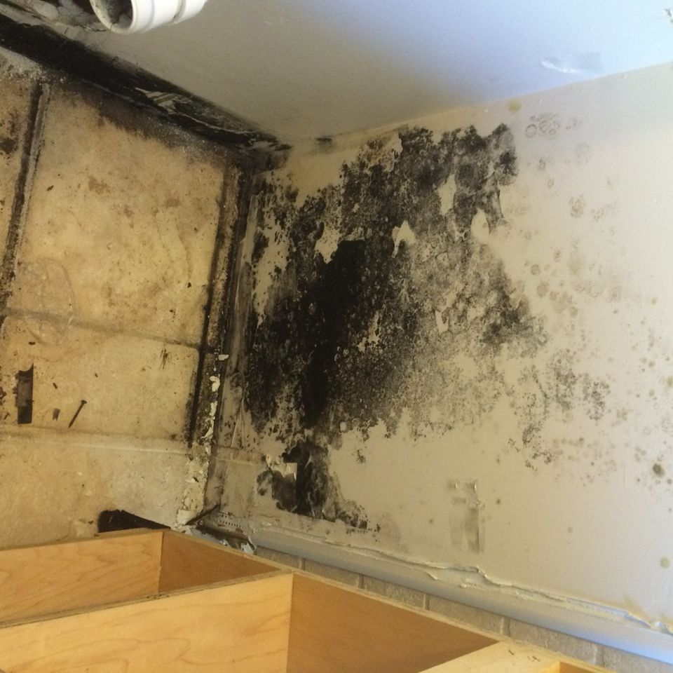Mold sprayers destin florida