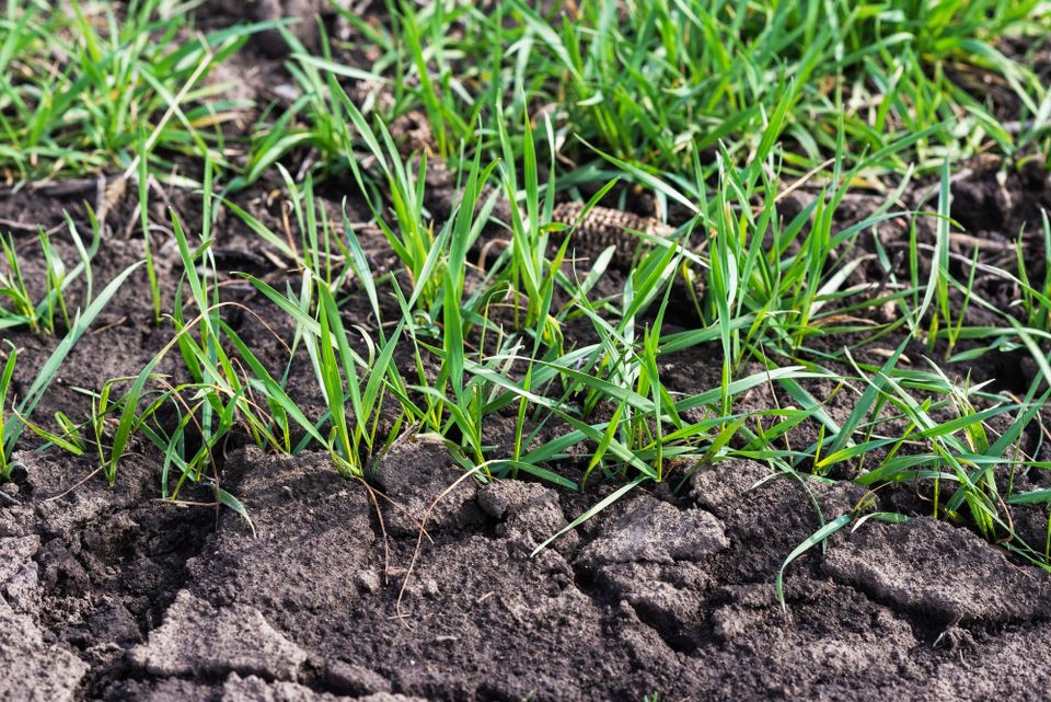 Lawn Aerating Service