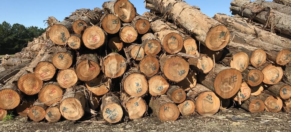 hardwood logging, pine timber, poplar timber, oak timber, site cleaning, JMW Logging, North Carolina Logger