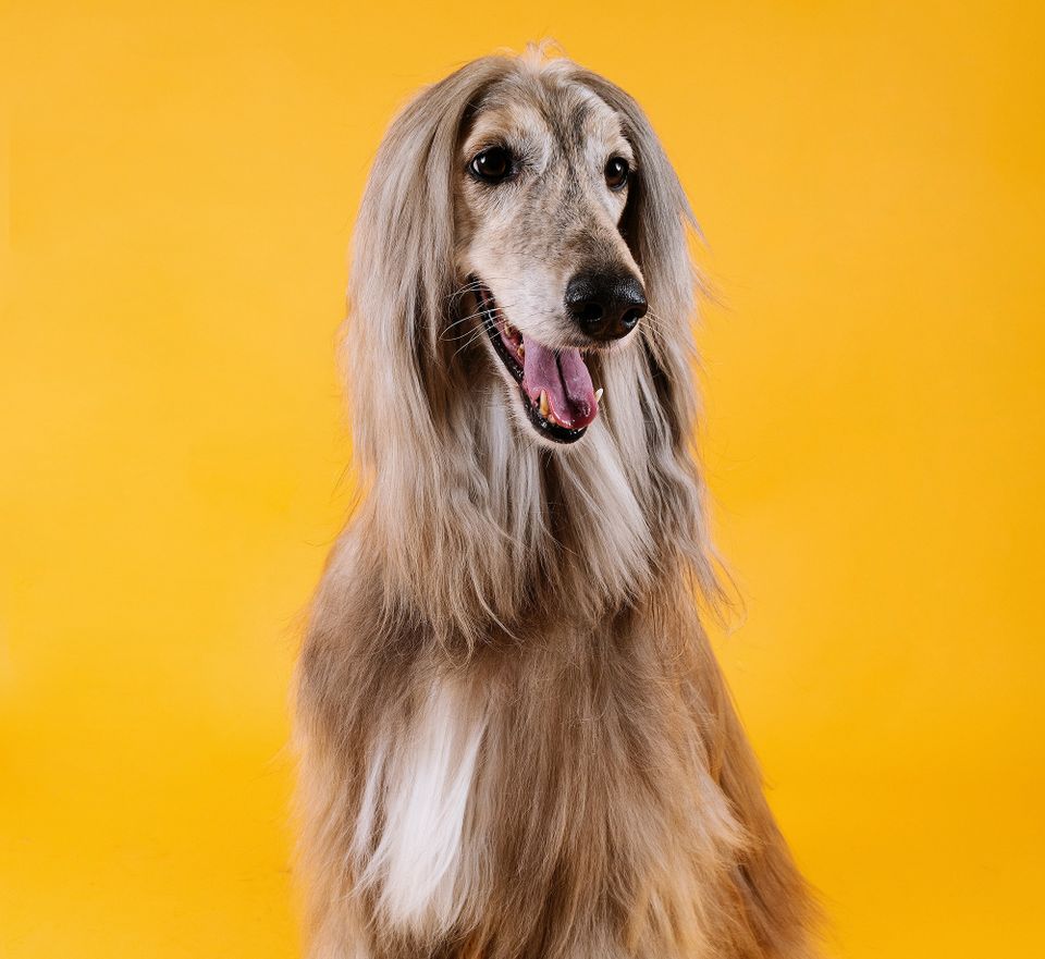 Julio bernal wlgx0fkfsei unsplash