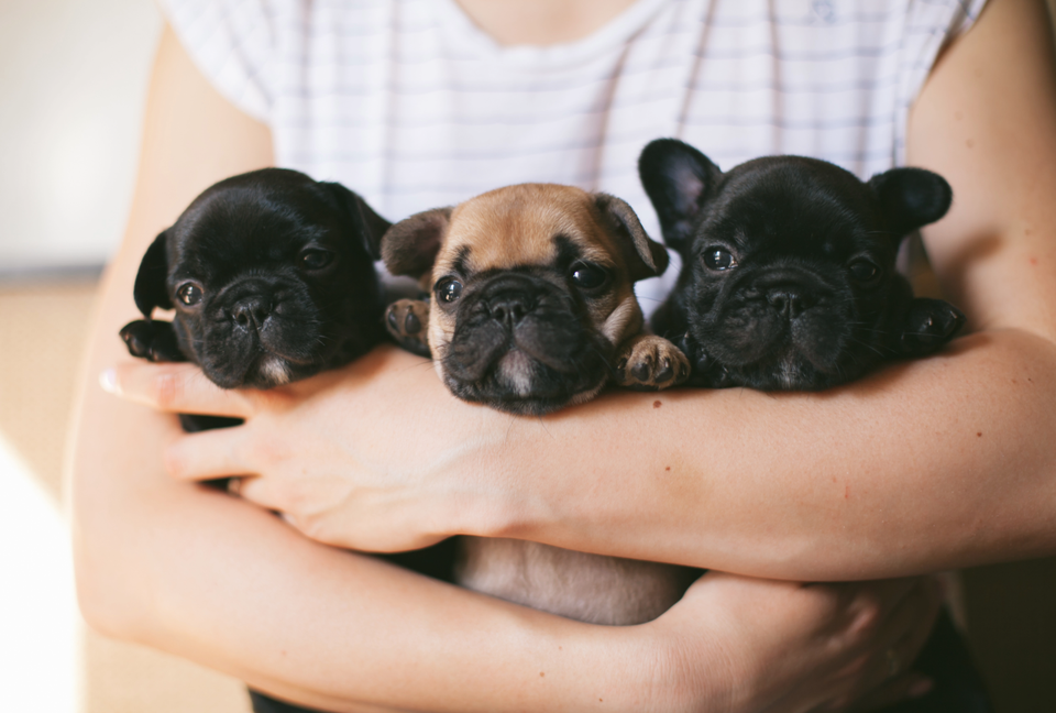 French bulldog puppies held in arms
