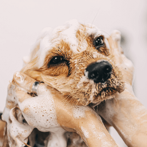 hypoallergenic dog bath near me