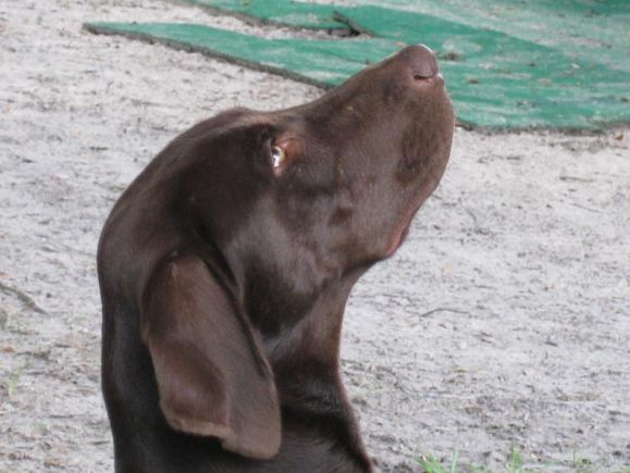 Brown lab