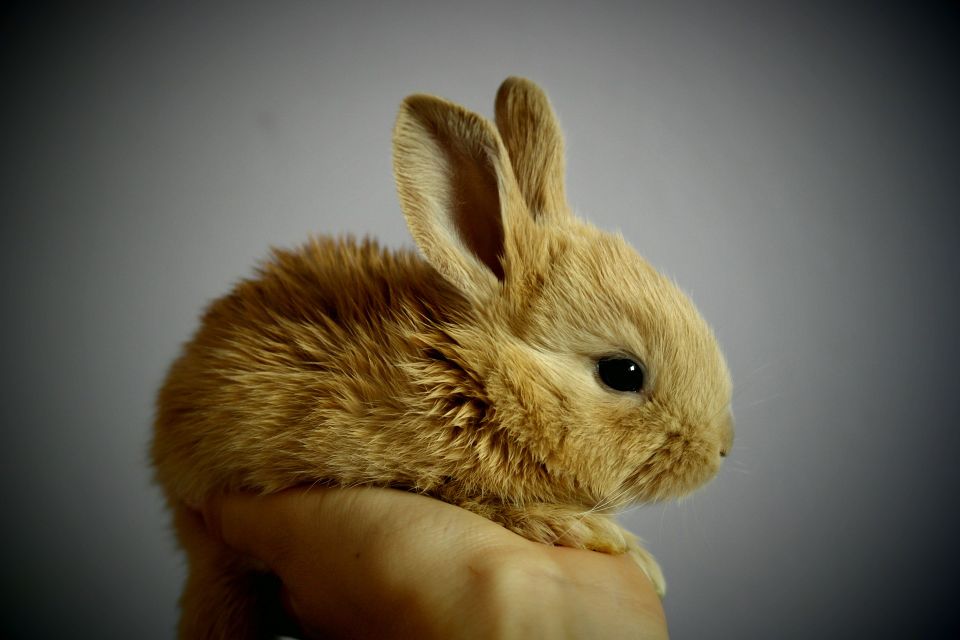 Rabbit g4ec237847 1920