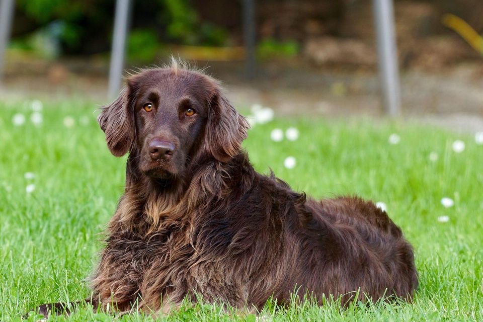 German longhaired pointer g718fcfcd8 1920