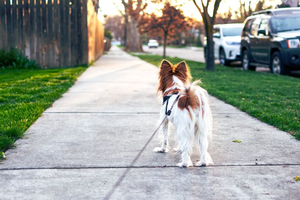 Dog walking Pet Sitting