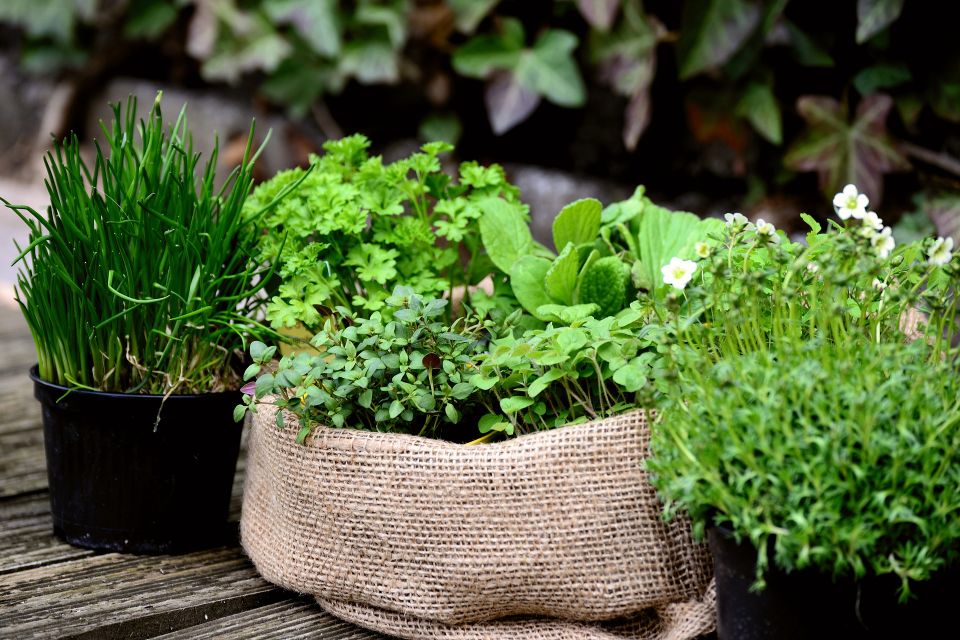 Garden plants g6ddd734b6 1920