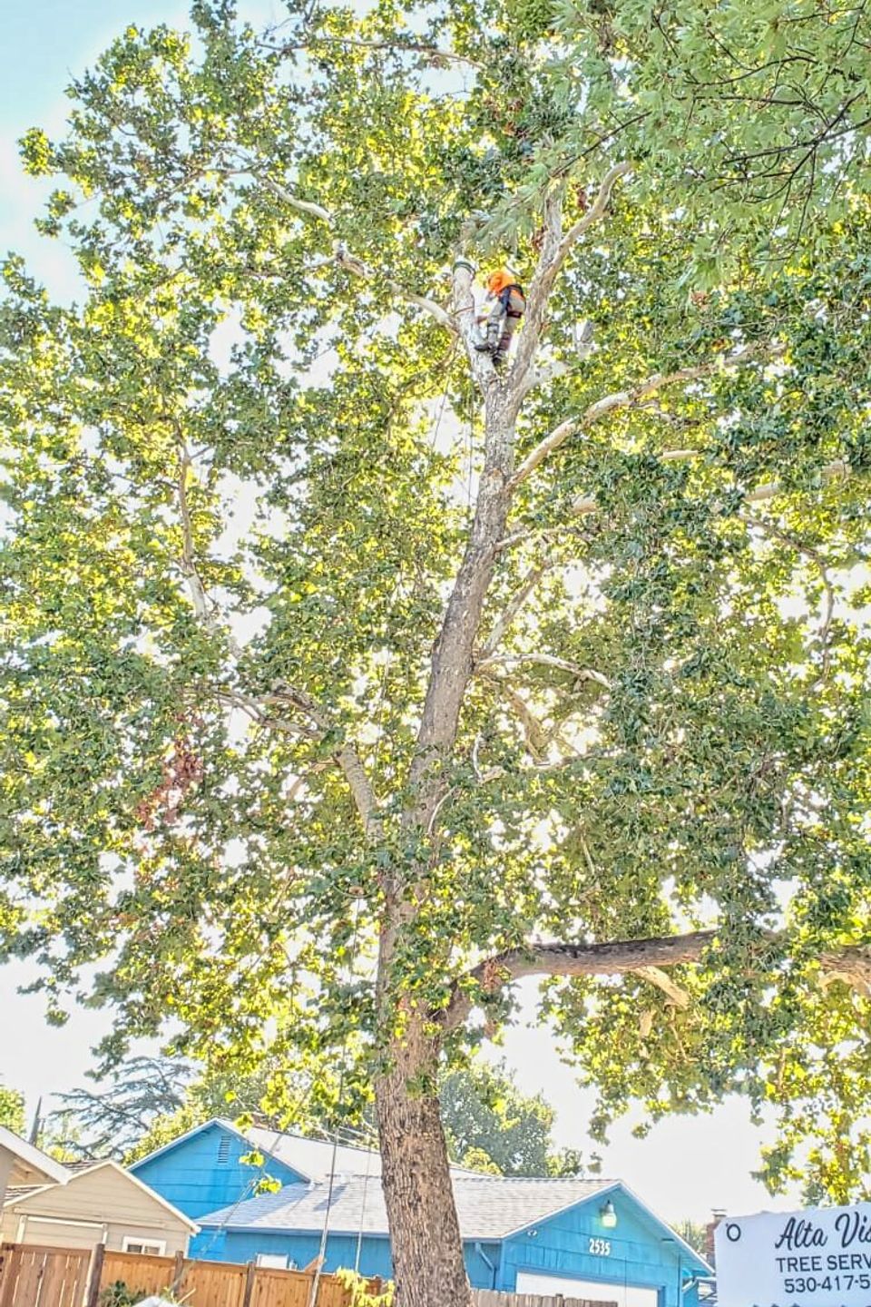 Professional Alta Vista Landscaping & Tree Service arborist using technical climbing gear to prune a large residential oak tree in a backyard, with a company service truck stationed nearby