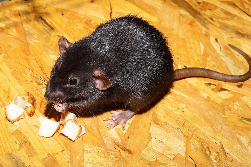 Rat 2804058 960 72020180118 19844 1iiywlr