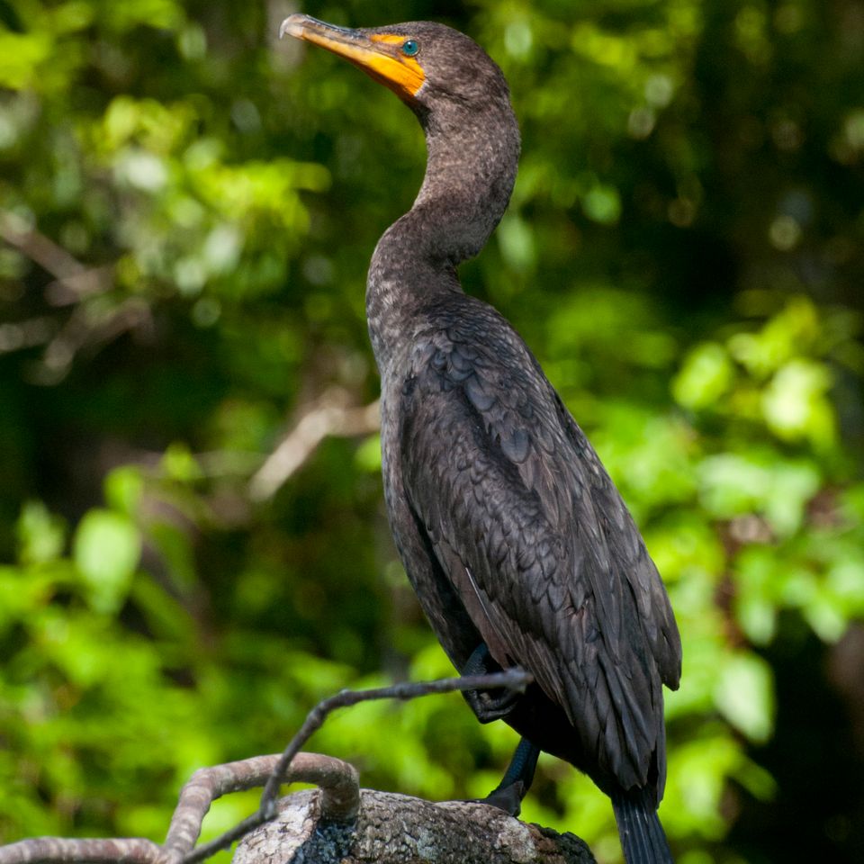 Cormorant 1