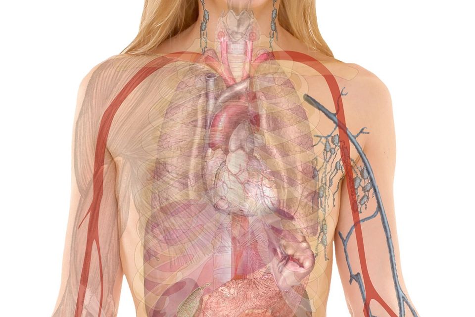 Anatomy g4ef4bfb1f 1920