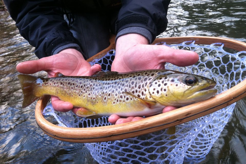 Penns Creek Brown