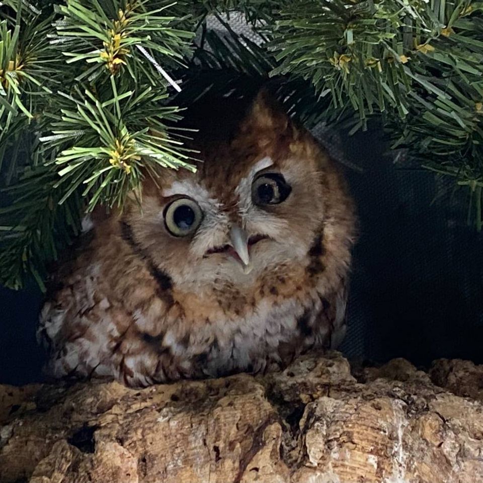 Rescue Owl