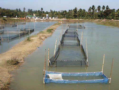 Tilapia project   bgd