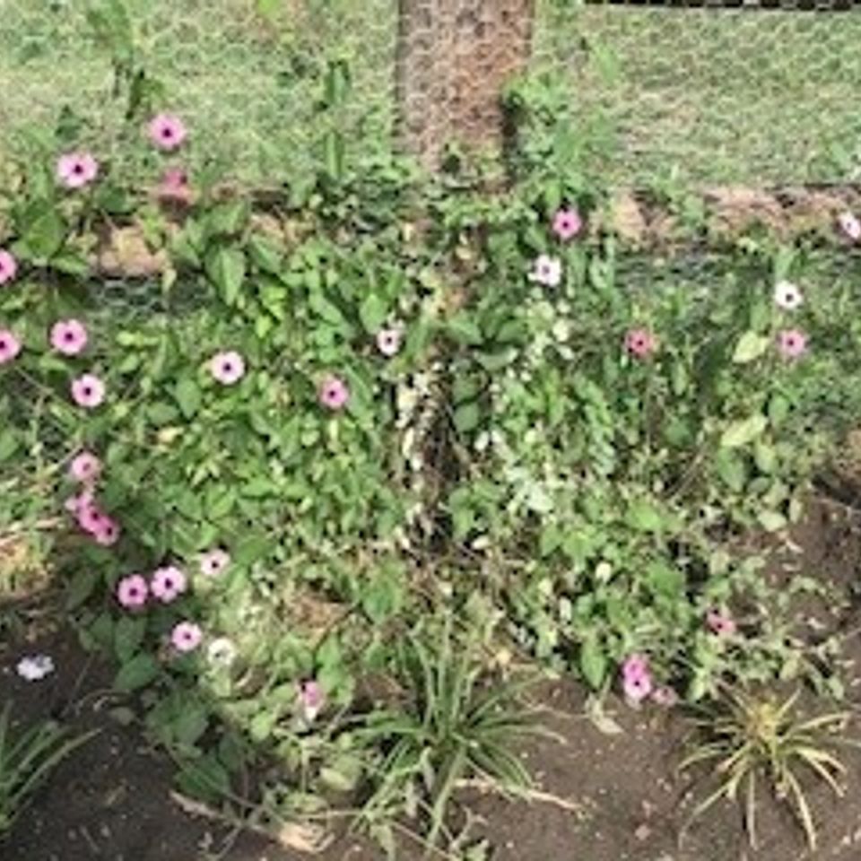 Clematis