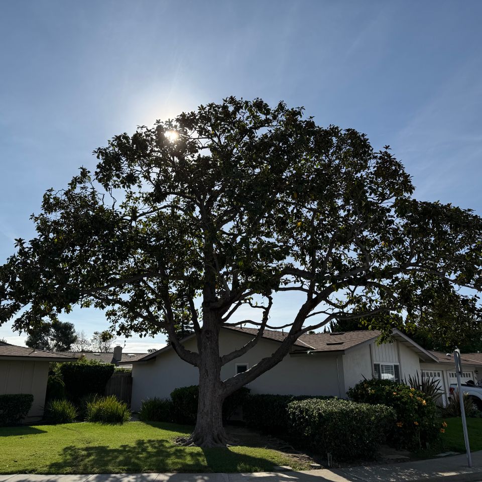 Treeco pruned tree 1