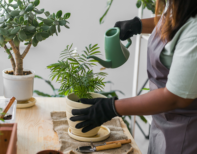 Live plants   greenery