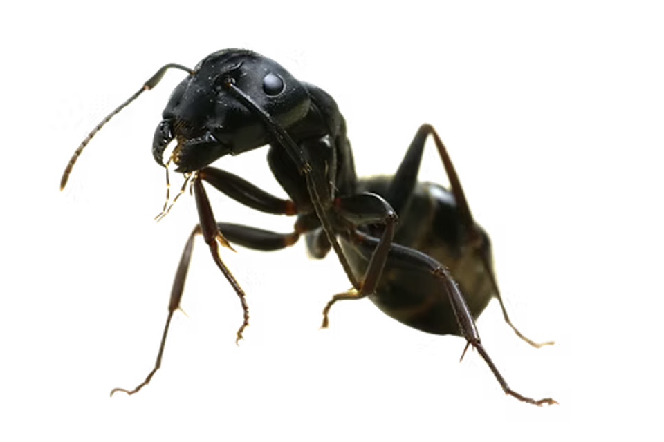 Ants1