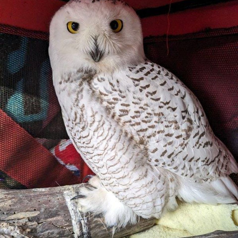 Snowy Owl Rescue