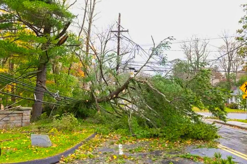 Alta Vista Tree Service Placerville 