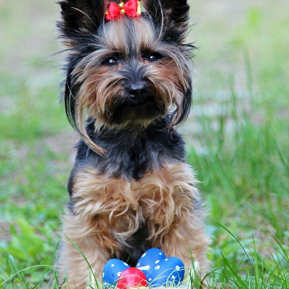 Yorkie g82f2f2709 1920