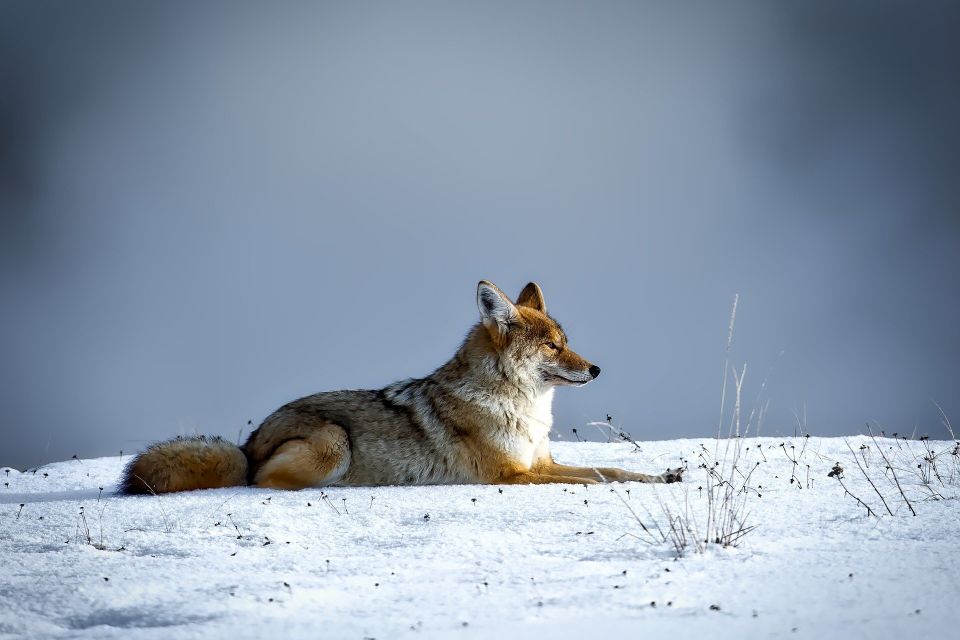 Coyote g218963269 1920