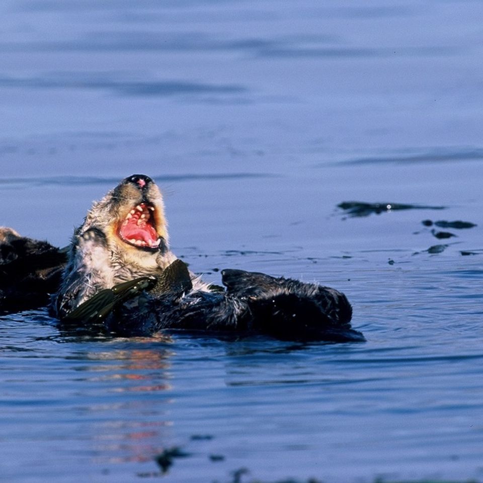 Chuckgraham southernseaotter img01320121203 1865 1f3bgjw 0