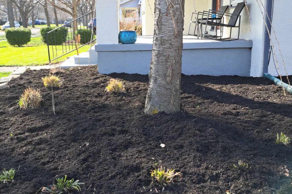 Front yard landscape bed with freshly installed black mulch around trees and plants.