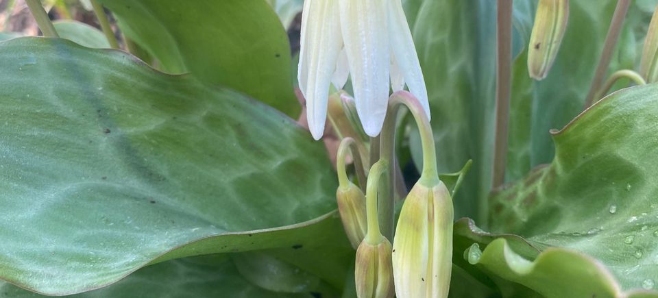 Erythronium ‘White Beauty’ Photo taken by Susan Anthony