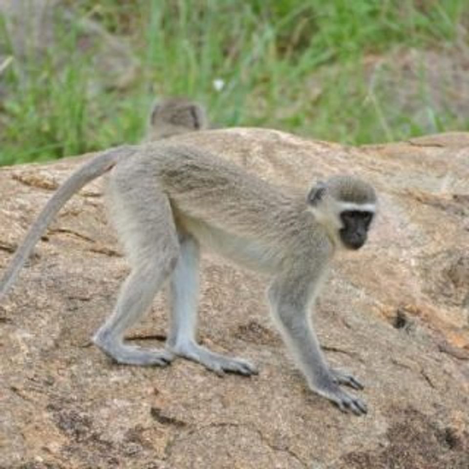 Monkey vervet 600x400 1 320x320 1