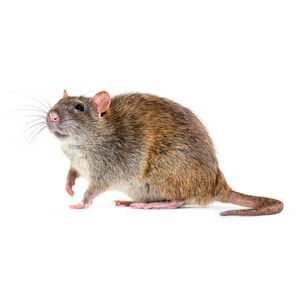 Nordicrat