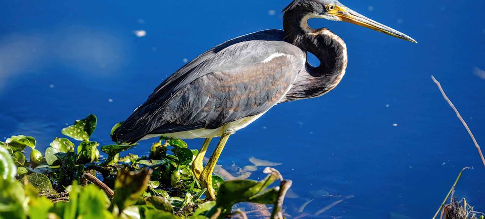 Heron keep website