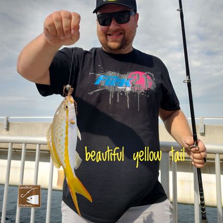 Yellow tail