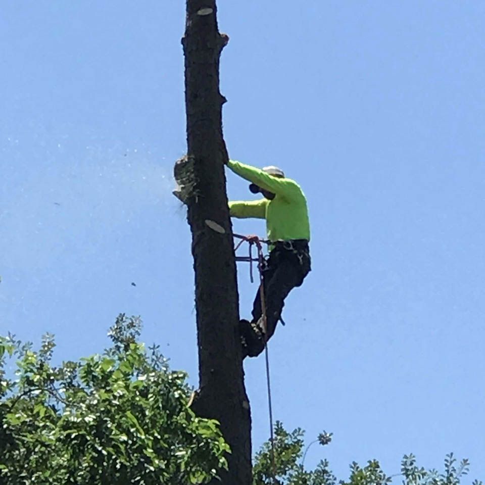 Natures tree crew climbing tree