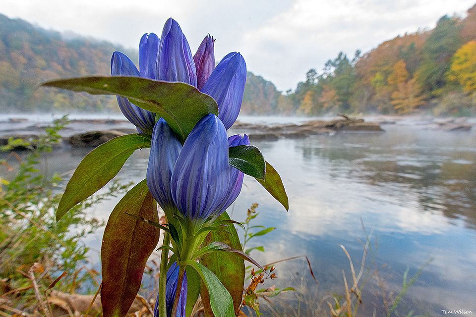 Soapwort gentian on the chattahoochee pc 825 dsc8388 b 