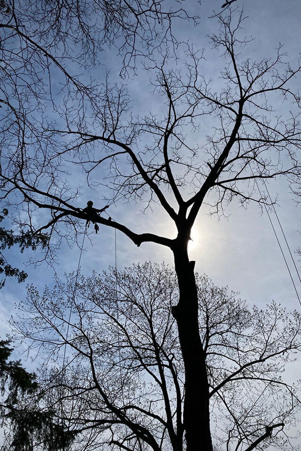 Black walnut removal. 