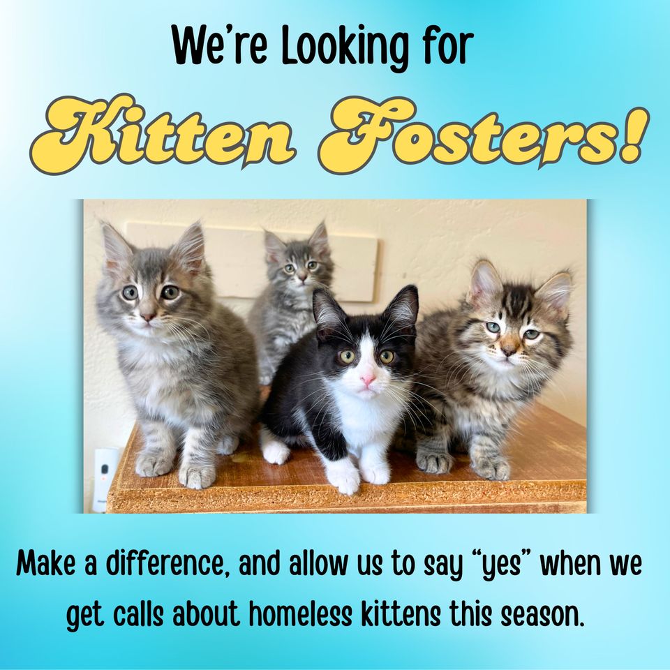 Fosters (1)