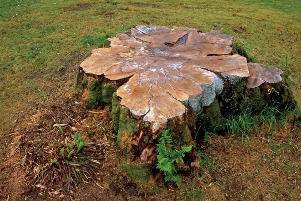 Aberdeen stump removal in harford county