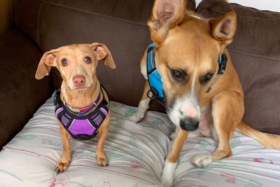 473545157 1033954712119460 7109132154463643087 n