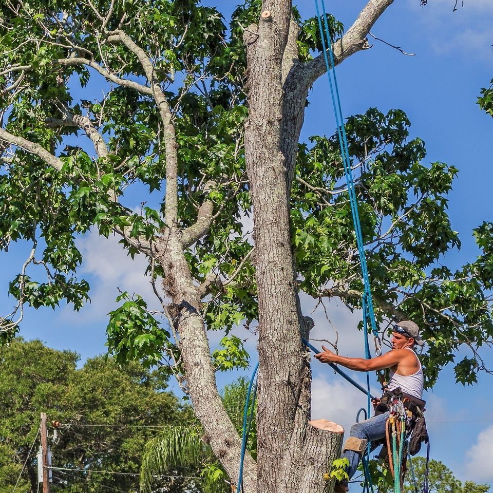 tree felling
