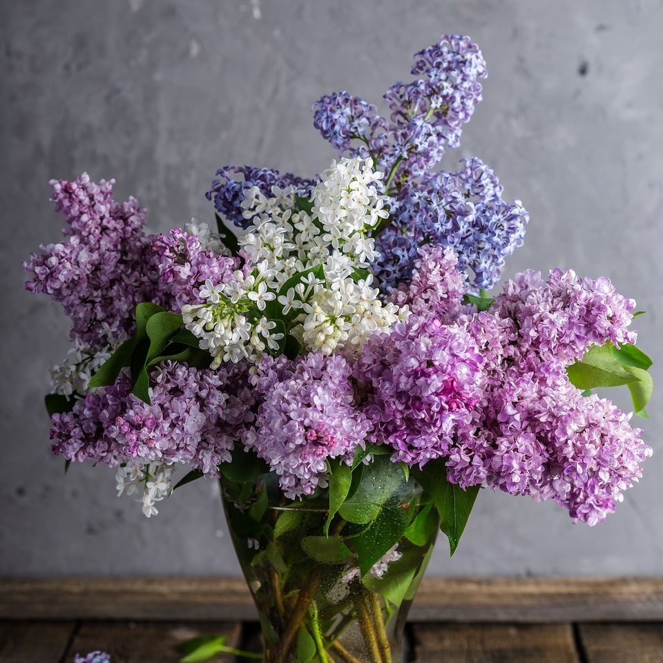 Lilac e83cb00b29 1920