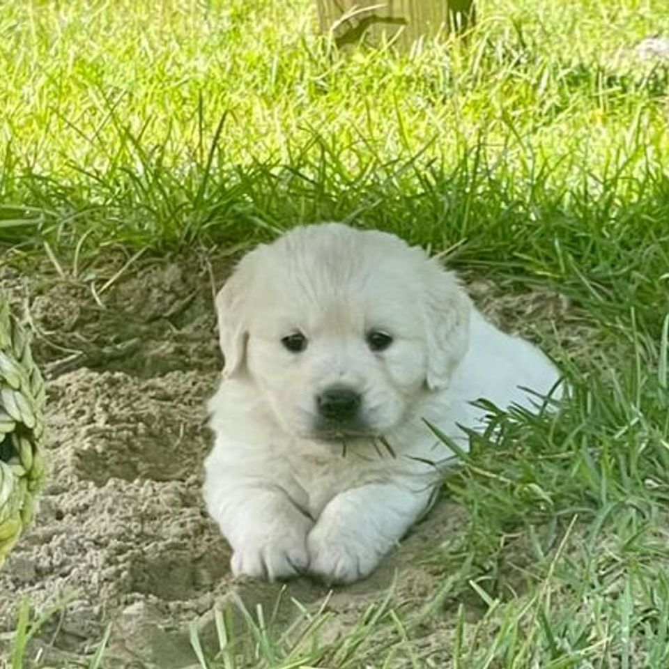Pup3