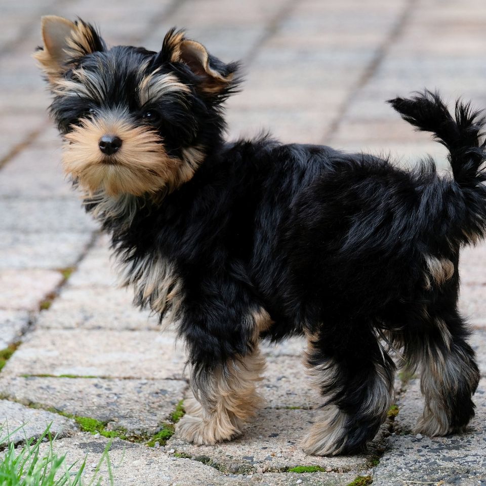 Yorkshire terrier gb1ec45a55 1920
