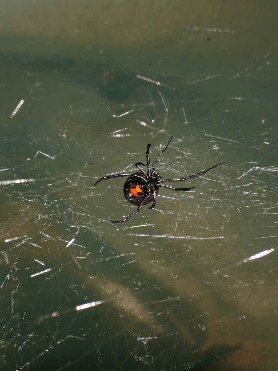 Spider g885bf0b9f 1920