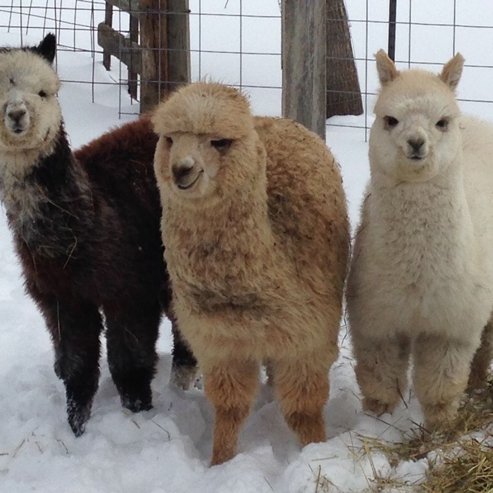 Three amigos